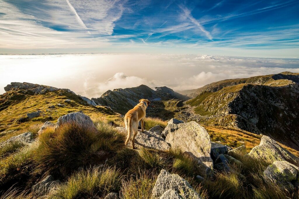 Hund Berg Berglandschaft bester Freund wandern