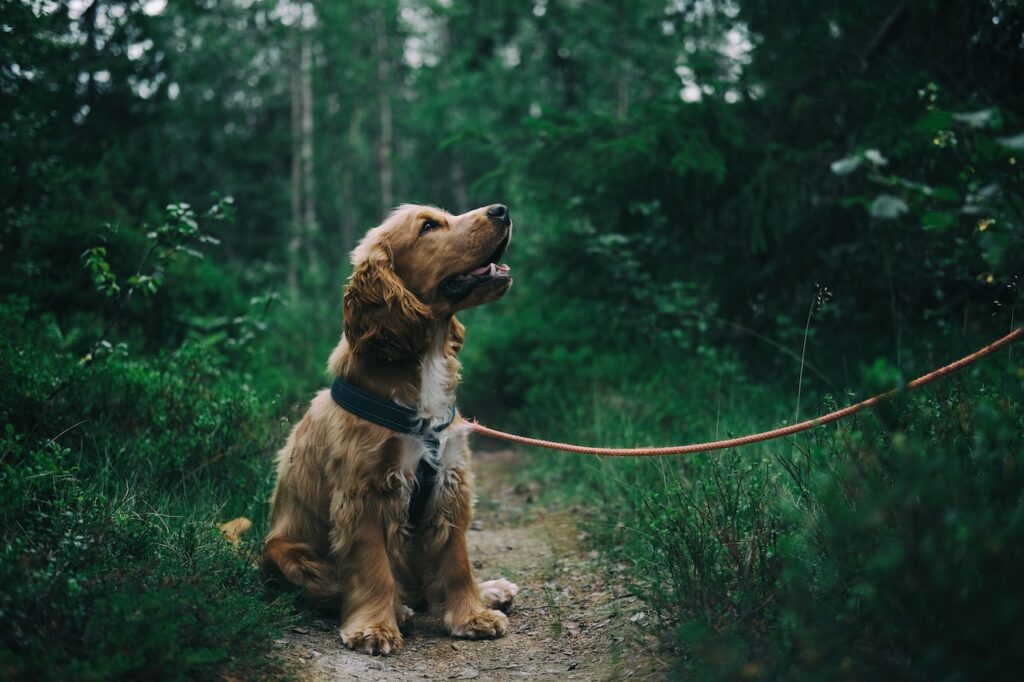 glücklicher Hund an der Leine Wohin auswandern mit Hund Wichtige Tipps