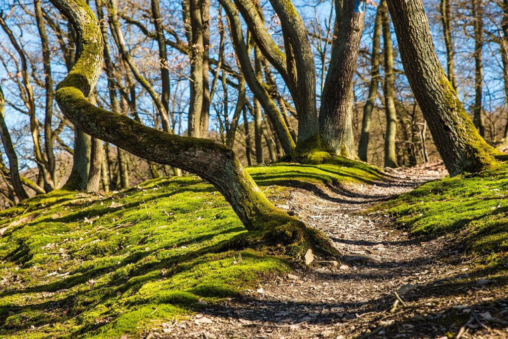 Wald Wanderweg Sonne Natur Wandertour in Tschechien Die besten Reiseziele