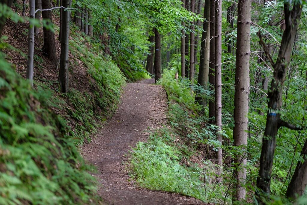 Waldweg wandern Zu Fuß durch Europa Ein Leitfaden für unvergessliche Wandertouren